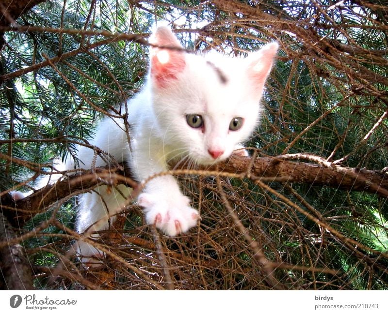 Verflixtes Geäst....MAMAAAA Baum Haustier Katze Tiergesicht 1 Tierjunges entdecken schön Neugier weiß Lebensfreude Tierliebe Höhenangst Erfahrung Katzenbaby