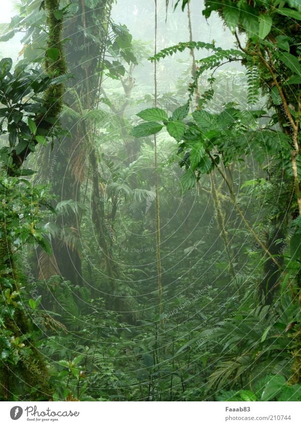 Pandora Natur Pflanze Nebel Baum Sträucher Moos Grünpflanze Wildpflanze exotisch Wald Urwald Nebelwald Nebelschleier Nebelstimmung grün mystisch Märchenwald