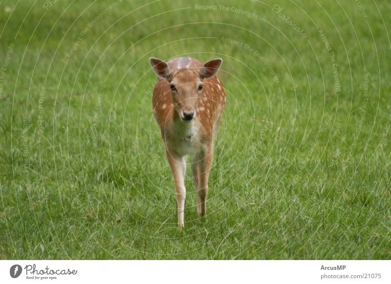 Tiere Reh Wildtier Hirsche Natur