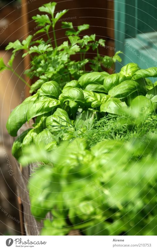 green krauts of home Kräuter & Gewürze Garten Pflanze Grünpflanze Topfpflanze Fenster Blumenkasten Duft Gesundheit natürlich grün bescheiden Lebensfreude