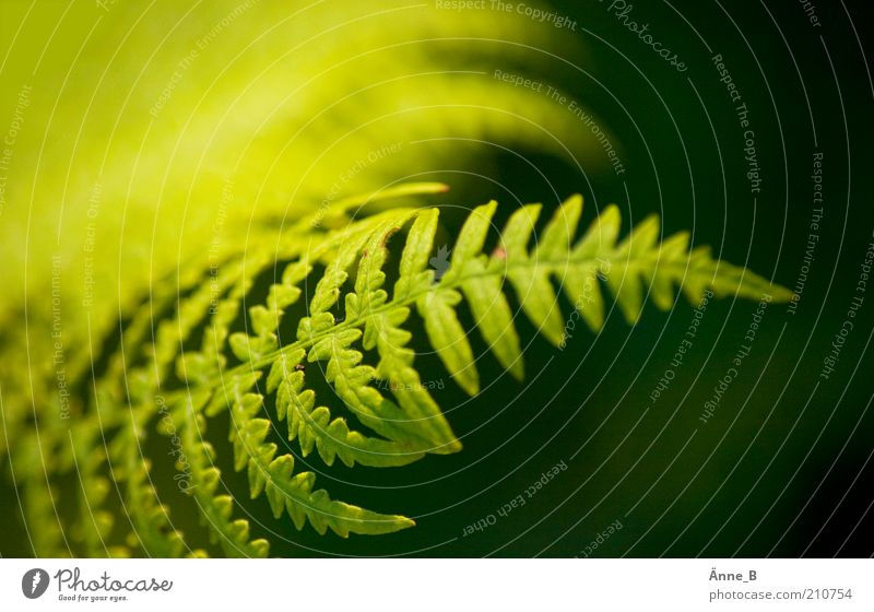 Im Wald II Umwelt Natur Pflanze Urelemente Sommer Schönes Wetter Sträucher Farn Blatt Grünpflanze Wildpflanze Gefäßsporenpflanze Menschenleer