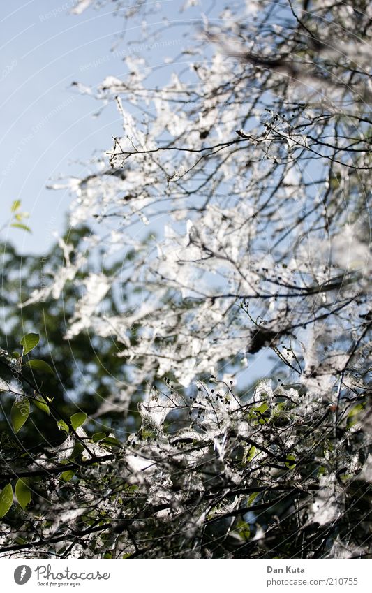 Gespinst-Gespenst Natur Sonne Sommer Schönes Wetter Baum Grünpflanze Park Motte Gespinstmotte spinnen samtig beängstigend bedrohlich Farbfoto Gedeckte Farben