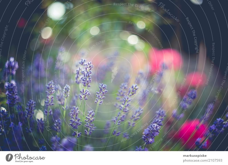 Blumenwiese Spielen Tourismus Ausflug Abenteuer Sommer Sommerurlaub Garten Umwelt Natur Landschaft Pflanze Tier Schönes Wetter Gras Blatt Blüte Grünpflanze