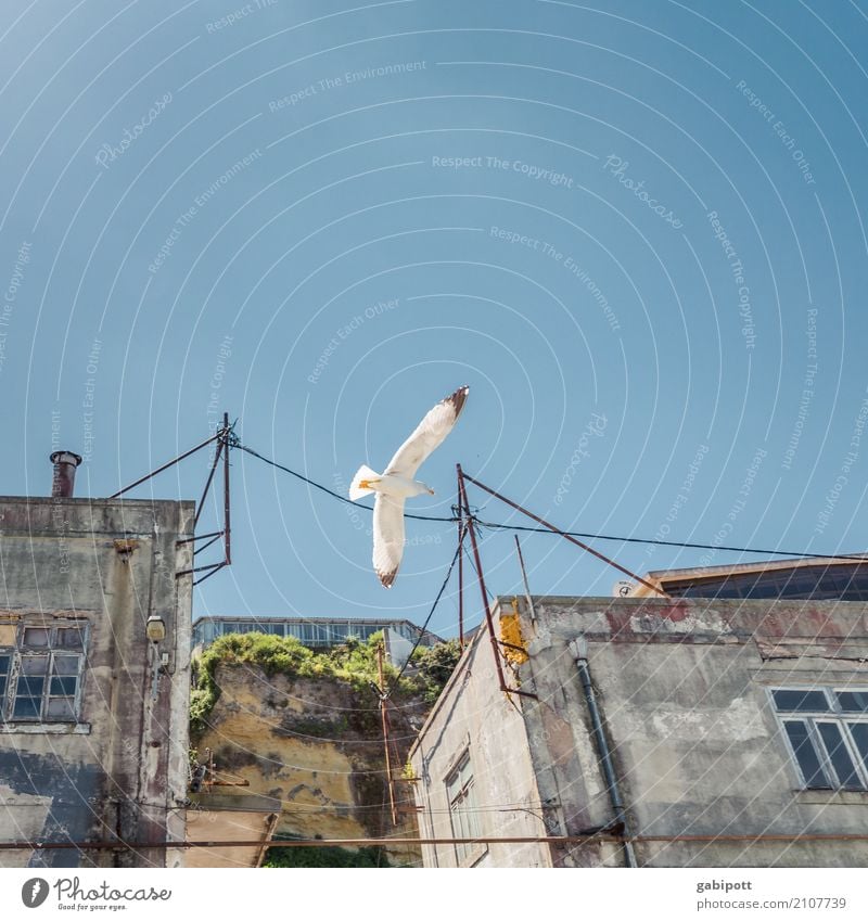 Froschperspektive auf Vogel Himmel Wolkenloser Himmel Sommer Schönes Wetter Stadt Hauptstadt Stadtrand Altstadt Haus Ruine Mauer Wand Fassade Tier 1 Farbe Glück