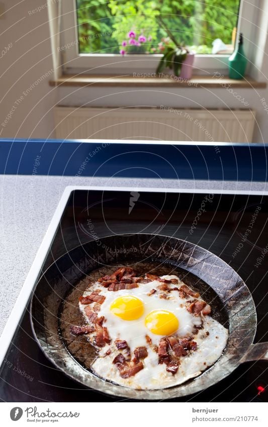 sunny side up Speck Ei Spiegelei Menschenleer Speckwürfel Pfanne Eisenpfanne Herd & Backofen Küche schwarz Fett Fenster Kochplatte Häusliches Leben Wohnung