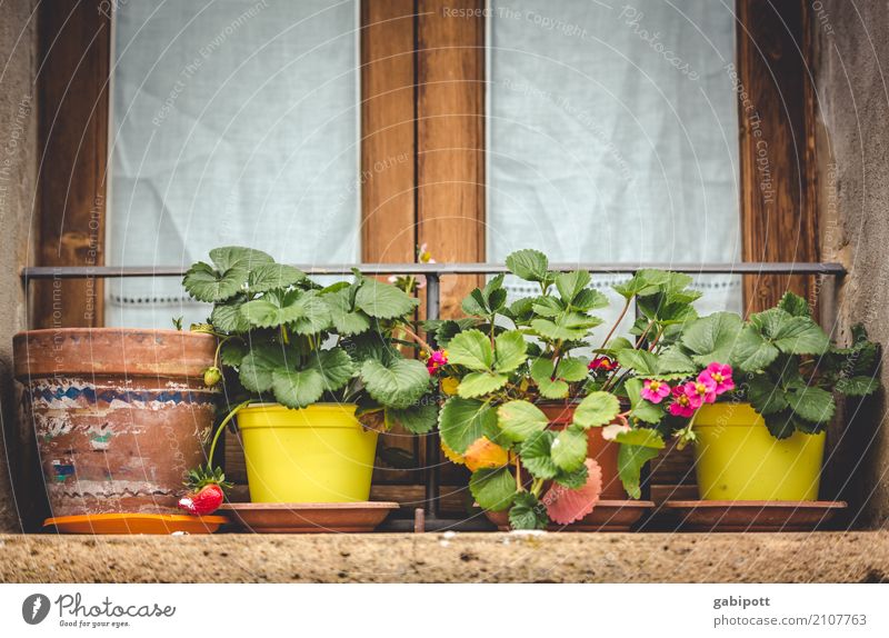 Erdbeerzeit Umwelt Natur Schönes Wetter Pflanze natürlich Erdbeeren Blumentopf Fensterbrett Stadtleben Blumenkasten Farbfoto Außenaufnahme Menschenleer Tag