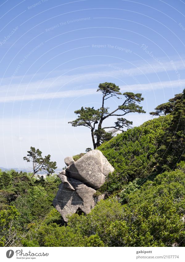 steingarten Wellness Leben Wohlgefühl Zufriedenheit Sinnesorgane Erholung Duft Ferien & Urlaub & Reisen Tourismus Ausflug Ferne Umwelt Natur Landschaft Pflanze