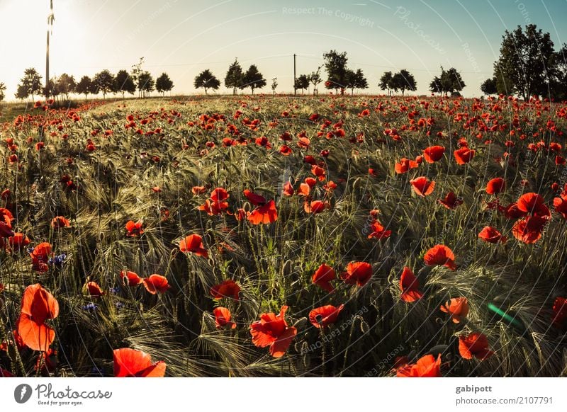 italienischer Mohn Umwelt Natur Landschaft Pflanze Horizont Sommer Klima Klimawandel Schönes Wetter Blume Gras Sträucher Mohnfeld Mohnblüte Wiese Feld Energie