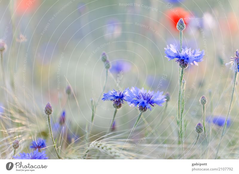 Insektenhotel harmonisch Wohlgefühl Zufriedenheit Sinnesorgane Erholung ruhig Umwelt Natur Landschaft Sommer Schönes Wetter Pflanze Blume Kornblume Mohn Garten