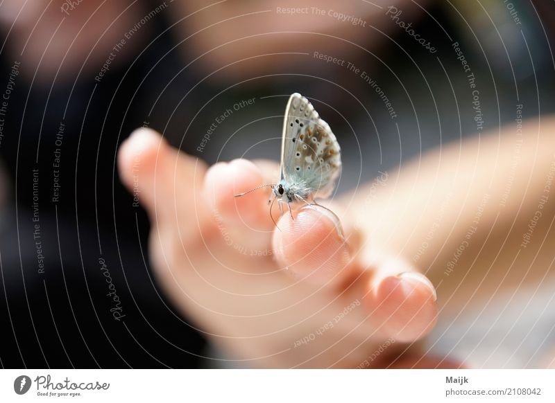 Leptir afternoon Natur Tier Schmetterling Flügel 1 genießen authentisch braun grau rosa schwarz weiß Vertrauen ruhig elegant Umwelt schönheit sensibel butterfly