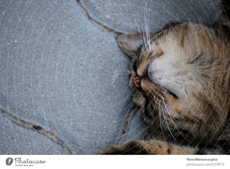 RELAX Tier Haustier Katze 1 liegen niedlich Zufriedenheit grau Stein Farbfoto Außenaufnahme Fell Steinplatten ruhig Pause kopfvoran Herumtreiben freilebend