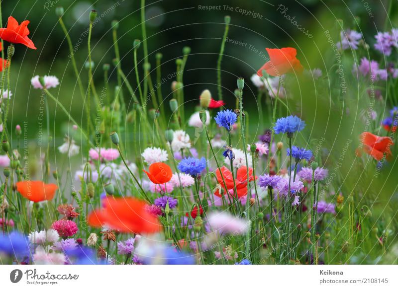 Bright cornflower and poppy meadow. Umwelt Natur Landschaft Pflanze Sommer Blume Gras Sträucher Nutzpflanze Garten Wiese ästhetisch Duft schön blau violett rosa