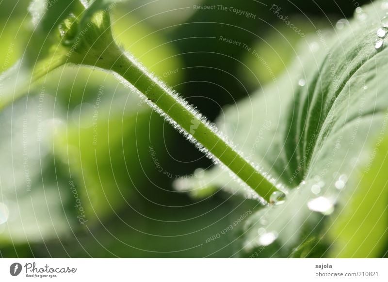 lichtspiel II Umwelt Natur Pflanze Blatt grün Stengel Wassertropfen Flaum Farbfoto Außenaufnahme Nahaufnahme Detailaufnahme Makroaufnahme Tag Sonnenlicht