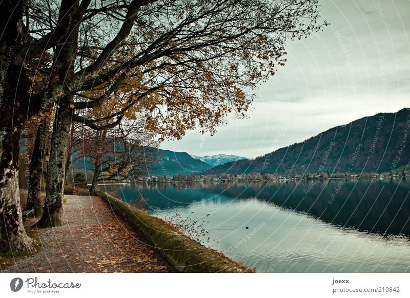 Seeweg Natur Herbst Baum Berge u. Gebirge Seeufer blau braun ruhig Idylle Tegernsee herbstlich Traurigkeit Farbfoto Gedeckte Farben Außenaufnahme Menschenleer