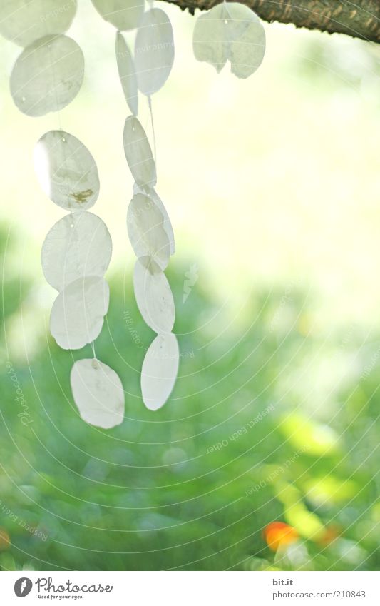 Windspiel für zabalotta Dekoration & Verzierung Frühling Sommer ruhig Bewegung Leichtigkeit Klang Musikinstrument Kreis hängen hängend Ruhepunkt hell Muschel