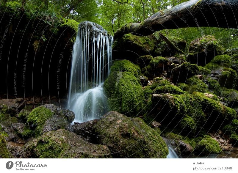 nature 2.2 Natur Urelemente Sommer Baum Moos Wald Felsen Bach Wasserfall Linie Bewegung Wachstum authentisch dunkel Flüssigkeit nass natürlich grün