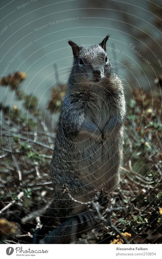 Gestatten, Hörnchen. Tier Wildtier Fell Eichhörnchen 1 stehen niedlich frech Stehvermögen Nagetiere Blick Körperhaltung Erwartung Lebewesen Natur Farbfoto