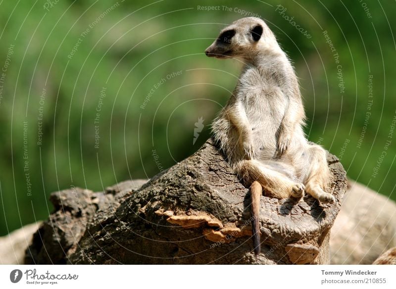 Im Chefsessel Erholung Zoologie Natur Sommer Afrika Tier Wildtier Erdmännchen Suricata suricatta Surikate Manguste 1 beobachten genießen sitzen lustig niedlich