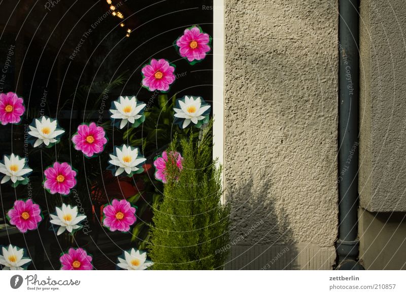 Blümchenmulti/Nachtrag Umwelt Natur Pflanze Sommer Baum Blüte Topfpflanze Idylle einzigartig Kitsch schön August Schaufenster Fenster Konifere Haus Etikett