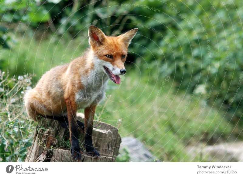 Wo ist die Gans? Zoologie Wildpark Natur Sommer Tier Wildtier Fuchs Waldtier Säugetier sitzen listig klug Rotfuchs Hühnerdieb Fleischfresser einheimisch