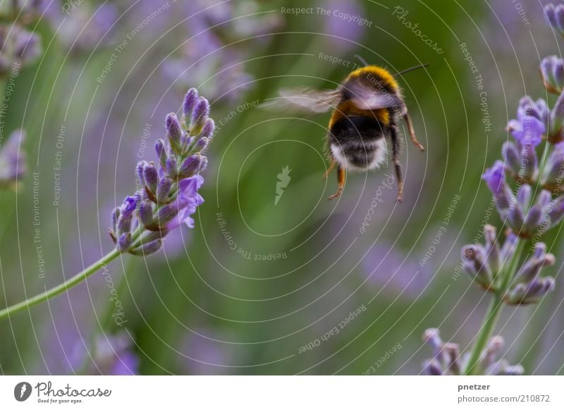 Abflug Umwelt Natur Frühling Sommer Klima Klimawandel Wetter Pflanze Blüte Park Tier Nutztier Wildtier Flügel Hummel 1 Blühend fliegen Insekt Makroaufnahme