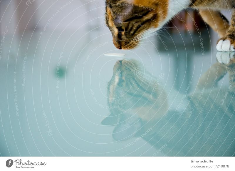 Katzenmilch 2 Tier Haustier Tiergesicht Fell Pfote 1 Tierjunges Glas Fressen trinken Neugier Wachsamkeit Appetit & Hunger Durst Farbfoto Innenaufnahme