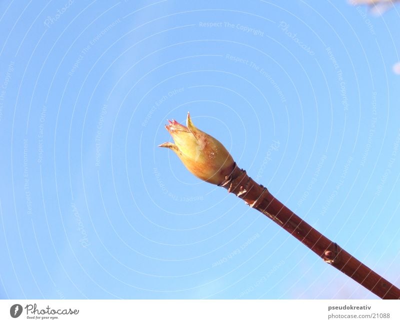 Hans Frühling Pflanze Wachstum Blütenknospen Blühend Himmel blau Stengel