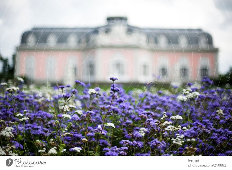 Rosa Schloss Umwelt Natur Pflanze Sonnenlicht Sommer Blume Blüte Garten Park Schlosspark Schlossgarten Haus Bauwerk Gebäude Burg oder Schloss Sehenswürdigkeit