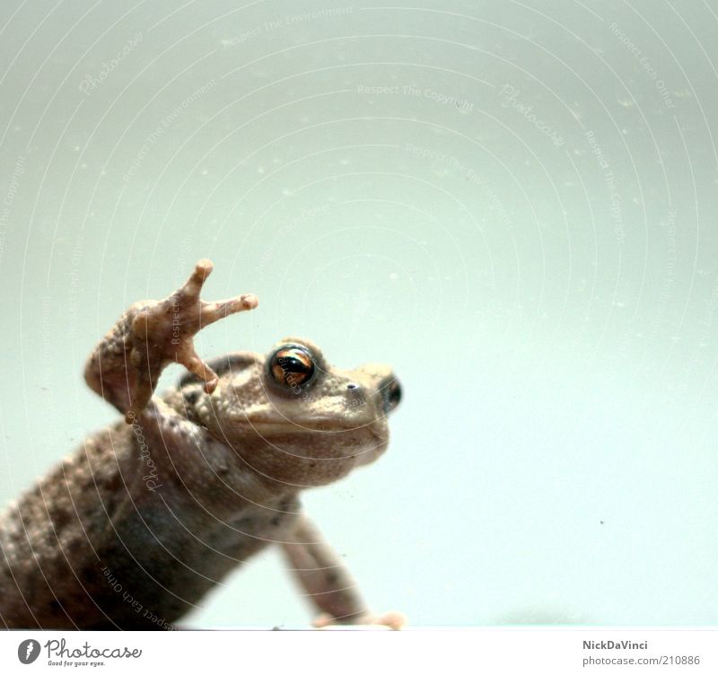 Froschperspektive Natur Tier Tiergesicht Krallen 1 beobachten entdecken Blick sitzen klein Neugier braun Wachsamkeit Bewegung Leben Perspektive stagnierend