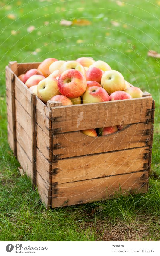 Reife Äpfel Gemüse Frucht Apfel Ernährung Vegetarische Ernährung Diät Sommer Natur Baum Blatt Holz frisch hell lecker natürlich saftig grün rot weiß Farbe