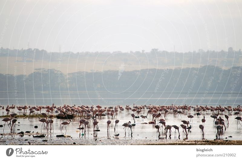 Flamingos Safari Seeufer Lake Nakuru Schwarm Fressen rosa Afrika Farbfoto Gedeckte Farben Außenaufnahme Textfreiraum oben Nakurusee Nationalpark