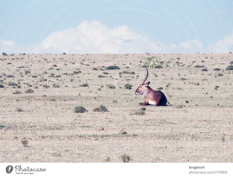 Antilope 1 Tier trocken blau braun Afrika Farbfoto Gedeckte Farben Außenaufnahme liegen Steppe Dürre Textfreiraum oben einzeln Antilopen Tag