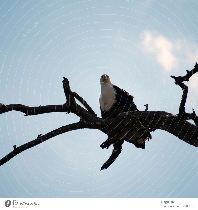 Seeadler Wildtier Vogel 1 Tier blau Wachsamkeit Afrika Farbfoto Außenaufnahme Froschperspektive Ast beobachten achtsam Hintergrund neutral Textfreiraum oben