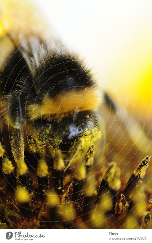 Große Sause Natur Pflanze Sommer Blume Blüte 1 Tier gelb schwarz weiß Hummel Sonnenblume Pollen saugen Farbfoto Außenaufnahme Makroaufnahme Menschenleer