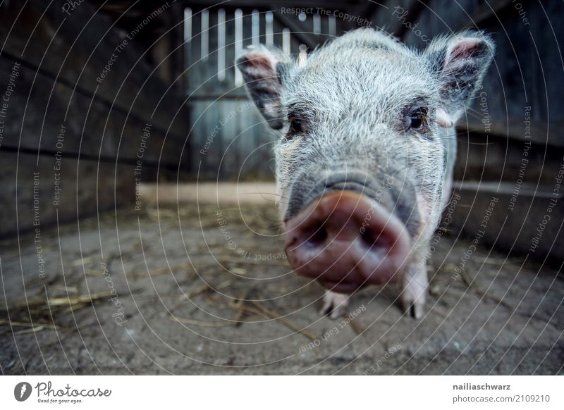 Minischwein Sommer Natur Alpen Dorf Stahl Tier Haustier Nutztier Streichelzoo Schwein minischwein 1 beobachten Blick träumen Freundlichkeit Fröhlichkeit