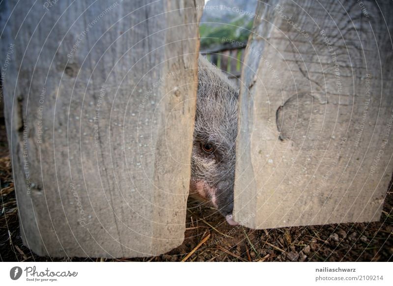 Minipig Sommer Landwirtschaft Forstwirtschaft Tier Haustier Nutztier Tiergesicht Schwein Minischwein 1 Holzzaun Zaun beobachten Fressen Blick Fröhlichkeit Glück