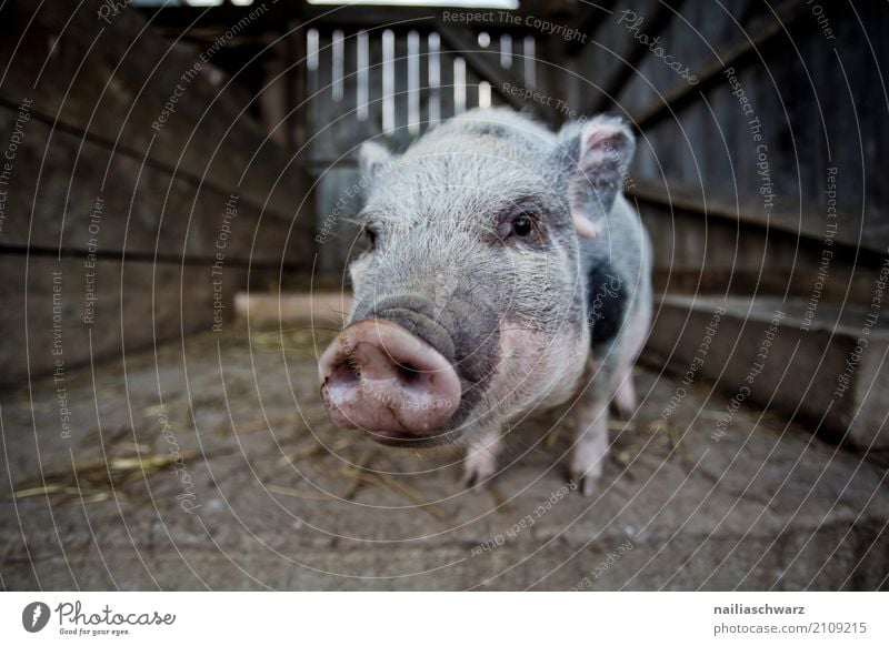 Minipig Fleisch Bioprodukte Sommer Bauernhof Landwirtschaft Forstwirtschaft Dorf Tier Haustier Nutztier Schwein Minischwein 1 Stall Gehege Holz beobachten Blick