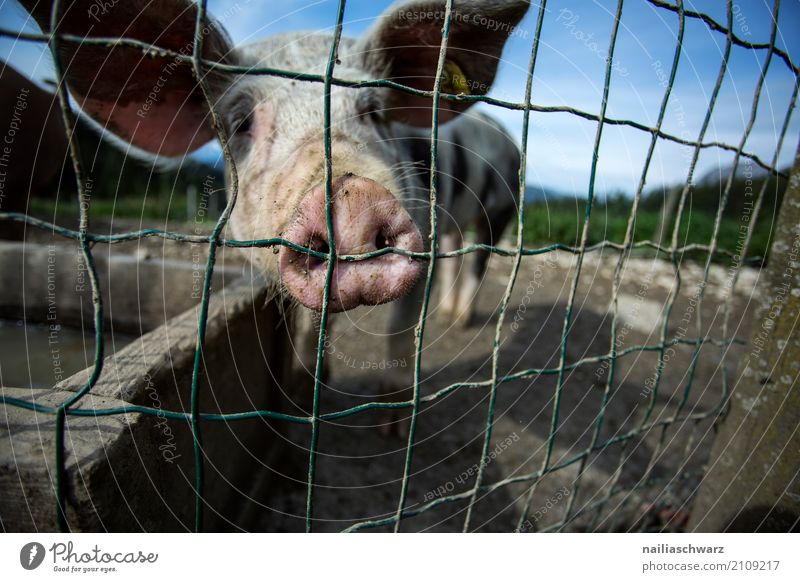 kleines Schweinchen Sommer Landwirtschaft Forstwirtschaft Natur Landschaft Himmel Alpen Berge u. Gebirge Europa Österreich Dorf Zaun Stahl Gehege Tier Nutztier