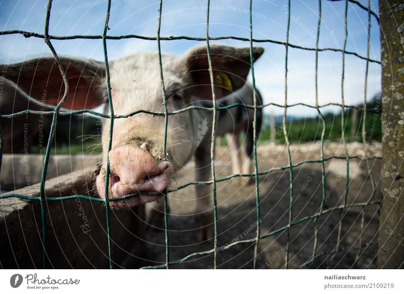 Schweinestall in Alpen Sommer Landwirtschaft Forstwirtschaft Umwelt Natur Landschaft Berge u. Gebirge Dorf Tier Haustier Nutztier 1 Zaun Stahl beobachten Blick