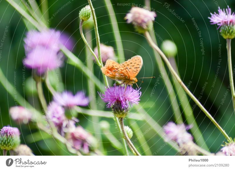 Orange Schmetterling warf auf malvenfarbene Blumen auf Design Leben Sommer Garten Kunst Umwelt Natur Tier Blatt Sammlung fliegen hell klein natürlich blau braun