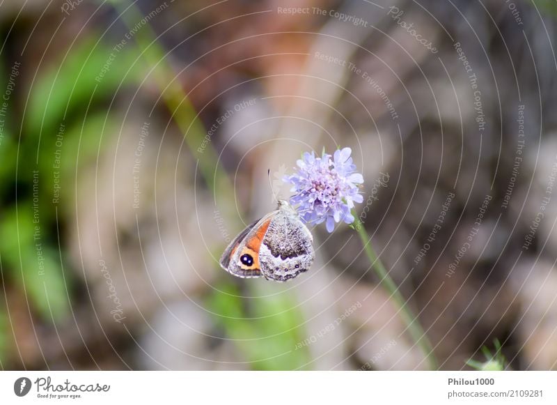 Orange Schmetterling warf auf malvenfarbene Blumen auf Design Leben Sommer Garten Kunst Umwelt Natur Tier Blatt Sammlung fliegen hell klein natürlich blau braun