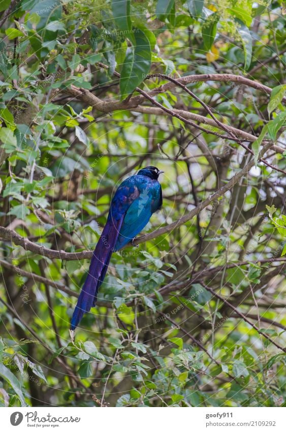 Farbklecks!!! Umwelt Natur Landschaft Pflanze Tier Frühling Sommer Herbst Schönes Wetter Baum Wald Urwald Wüste Nationalpark Südafrika Afrika Wildtier Vogel