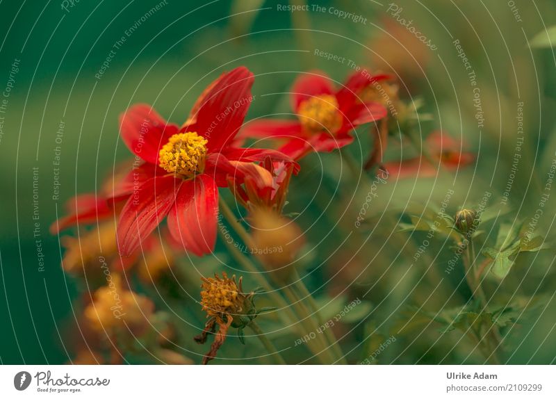 Rote Blumen Design einrichten Dekoration & Verzierung Tapete Bild Poster Natur Pflanze Sommer Herbst Blatt Blüte Topfpflanze Blütenstempel Garten Park Blühend