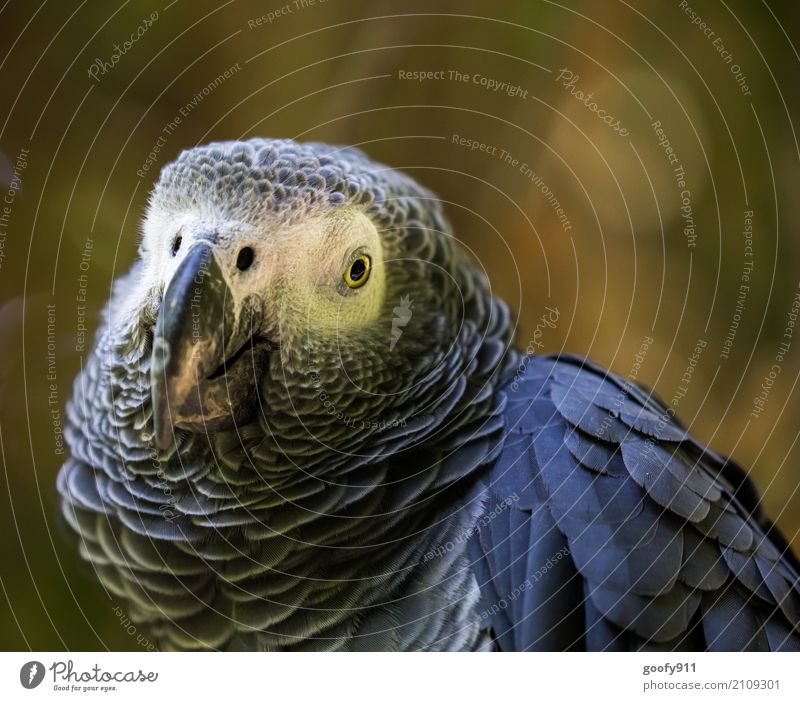 Ernster Blick!!! Umwelt Natur Frühling Sommer Wüste Tier Wildtier Vogel Tiergesicht Flügel Zoo Papageienvogel 1 beobachten Ferien & Urlaub & Reisen ästhetisch