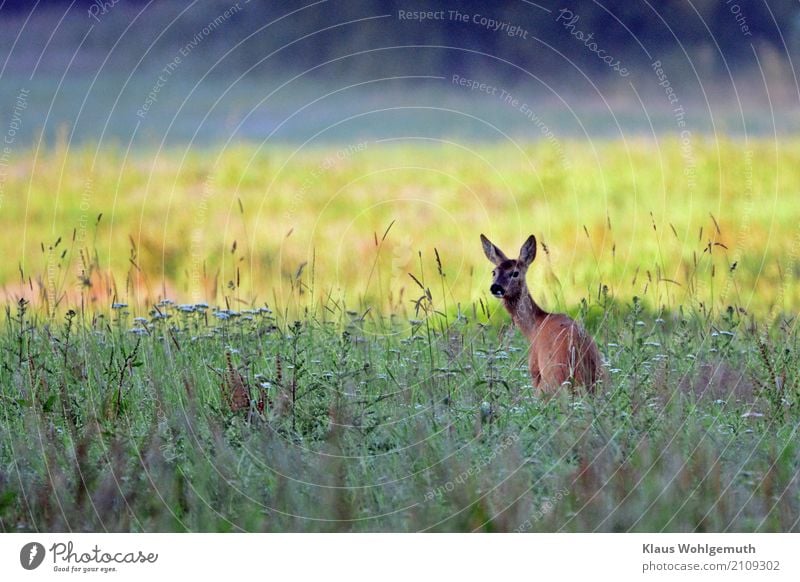 Morgentoilette Umwelt Natur Pflanze Tier Sommer Schönes Wetter Gras Grünpflanze Wiese Wald Tiergesicht Fell Reh Ricke 1 beobachten Blick blau braun gelb grün