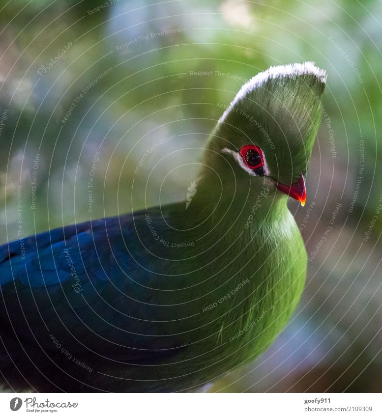 Knysna Turako Umwelt Natur Landschaft Sonne Sonnenlicht Frühling Sommer Schönes Wetter Wald Urwald Südafrika Afrika Tier Wildtier Vogel Tiergesicht Flügel 1