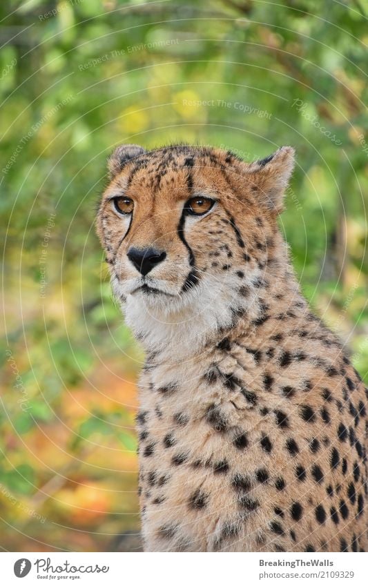 Schließen Sie herauf Porträt des Gepards Kamera betrachtend Natur Tier Herbst Wildtier Tiergesicht Zoo 1 Blick sitzen stehen schön wild grün Aussicht