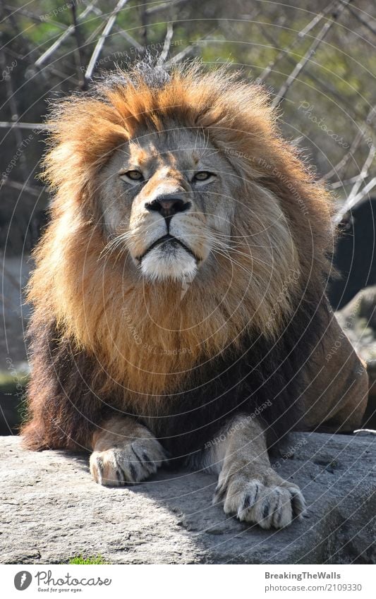 Schließen Sie herauf Porträt des männlichen afrikanischen Löwes mit der schönen Mähne Natur Tier Felsen Wildtier 1 Stein liegen Blick niedlich wild Macht