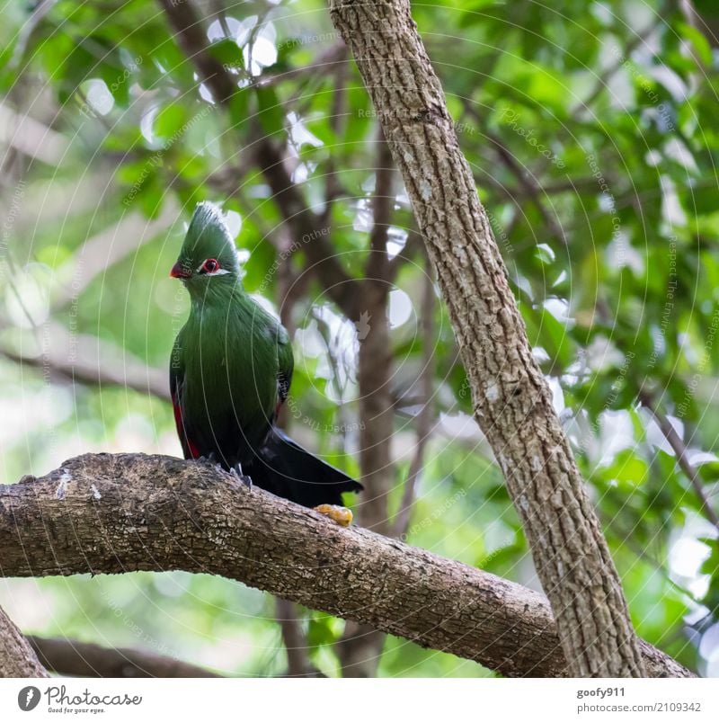 Modell stehen!!! Umwelt Natur Landschaft Pflanze Tier Sonnenlicht Frühling Sommer Schönes Wetter Baum Wald Urwald Südafrika Afrika Wildtier Vogel Tiergesicht