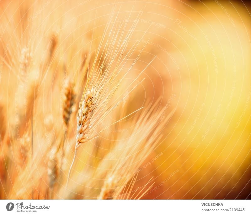 Nahaufnahme von Getreide Lifestyle Design Gesunde Ernährung Sommer Natur Landschaft Feld gelb Hintergrundbild Landwirtschaft Getreidefeld Getreideernte Ernte